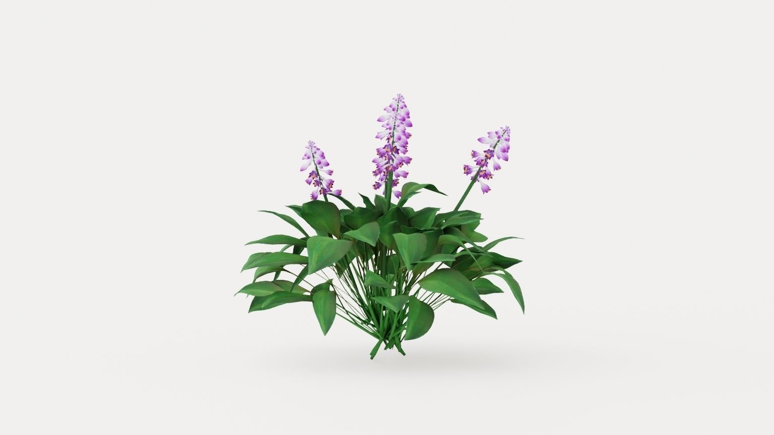 Blue Mouse Ears Hosta Low-poly 3D model_2