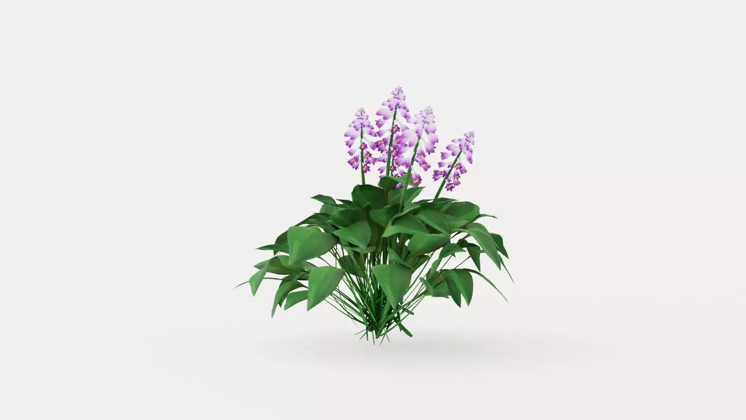 Blue Mouse Ears Hosta Low-poly 3D model_0