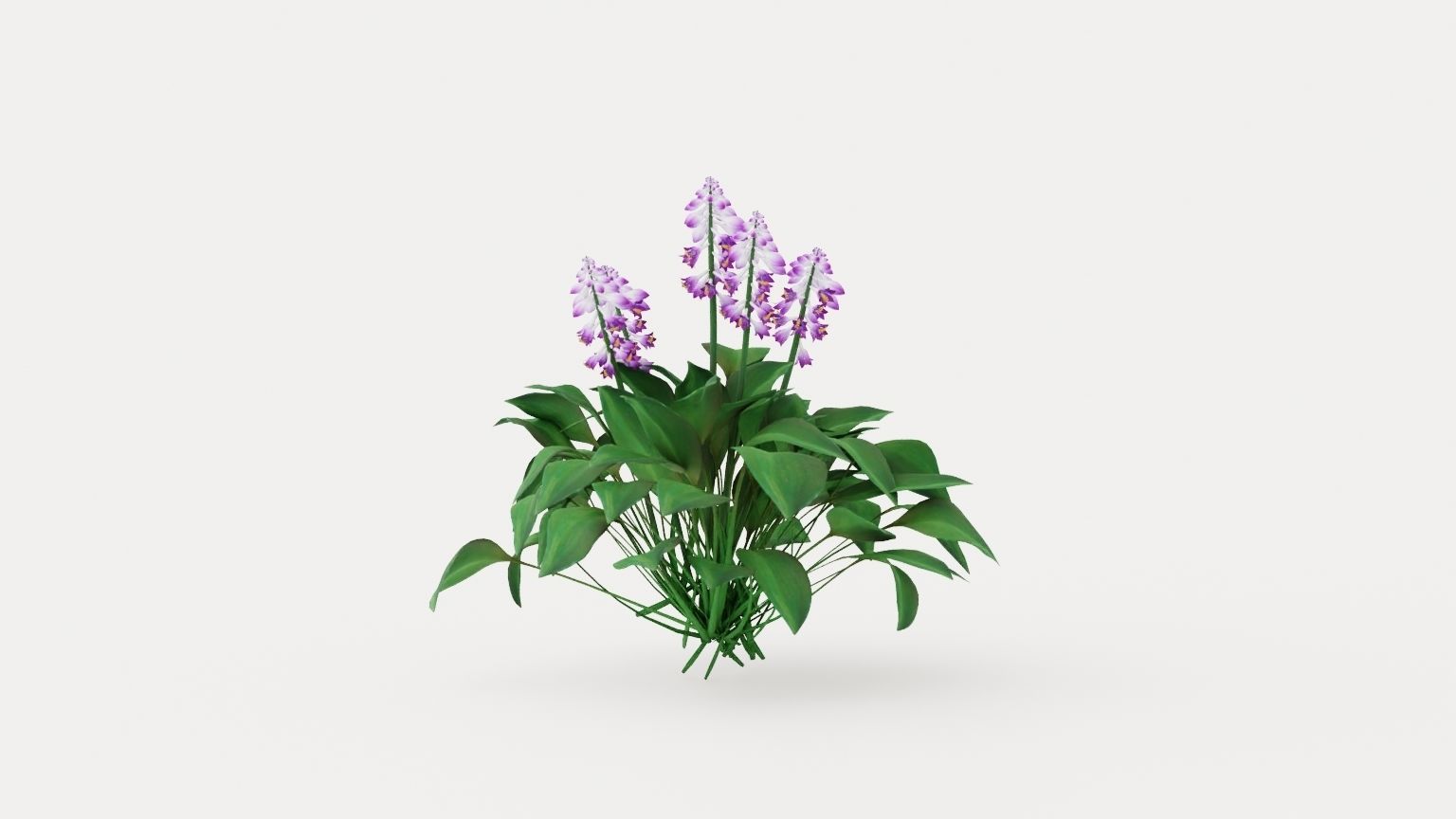 Blue Mouse Ears Hosta Low-poly 3D model_3