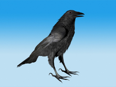 Crow Standing Model not rigged 3D model_2