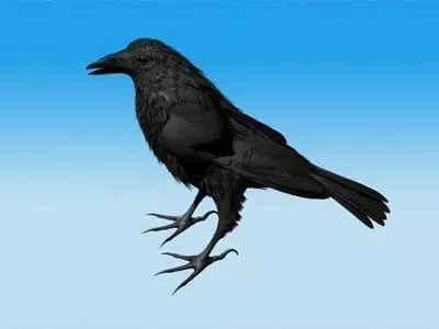 Crow Standing Model not rigged 3D model_0