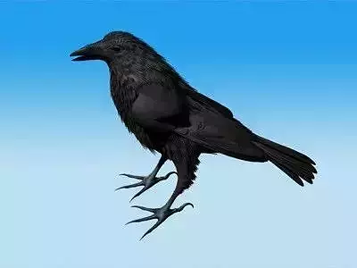 Crow Standing Model not rigged 3D model