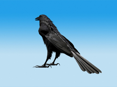 Crow Standing Model not rigged 3D model_4