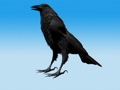 Crow Standing Model not rigged 3D model_1