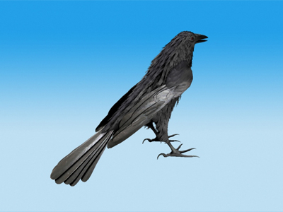 Crow Standing Model not rigged 3D model_3
