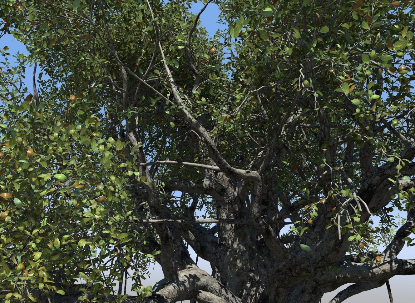 High quality Large banyan tree 01  3D model_1