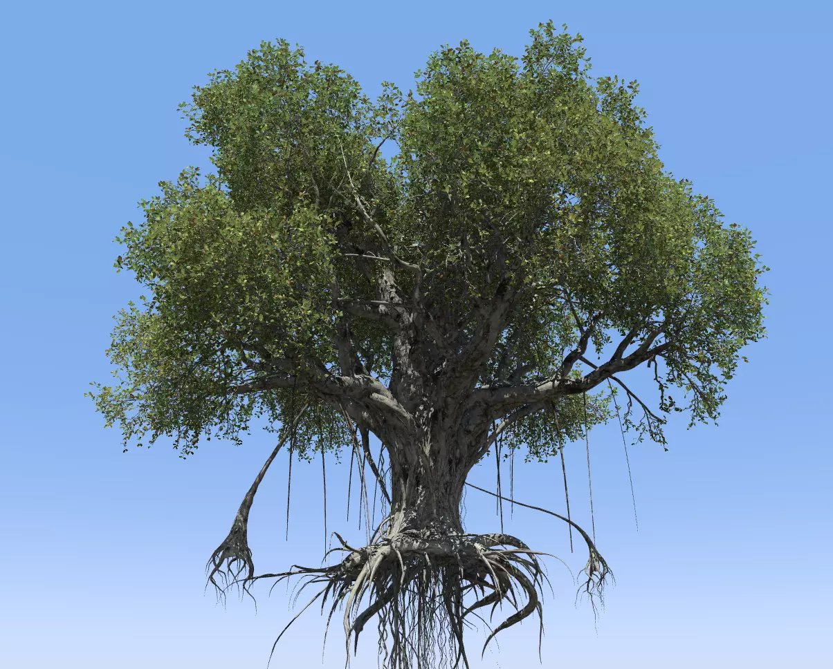 High quality Large banyan tree 01  3D model_0