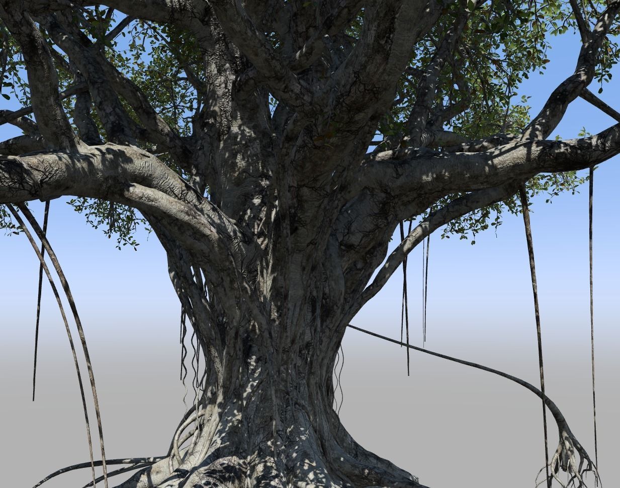 High quality Large banyan tree 01  3D model_2