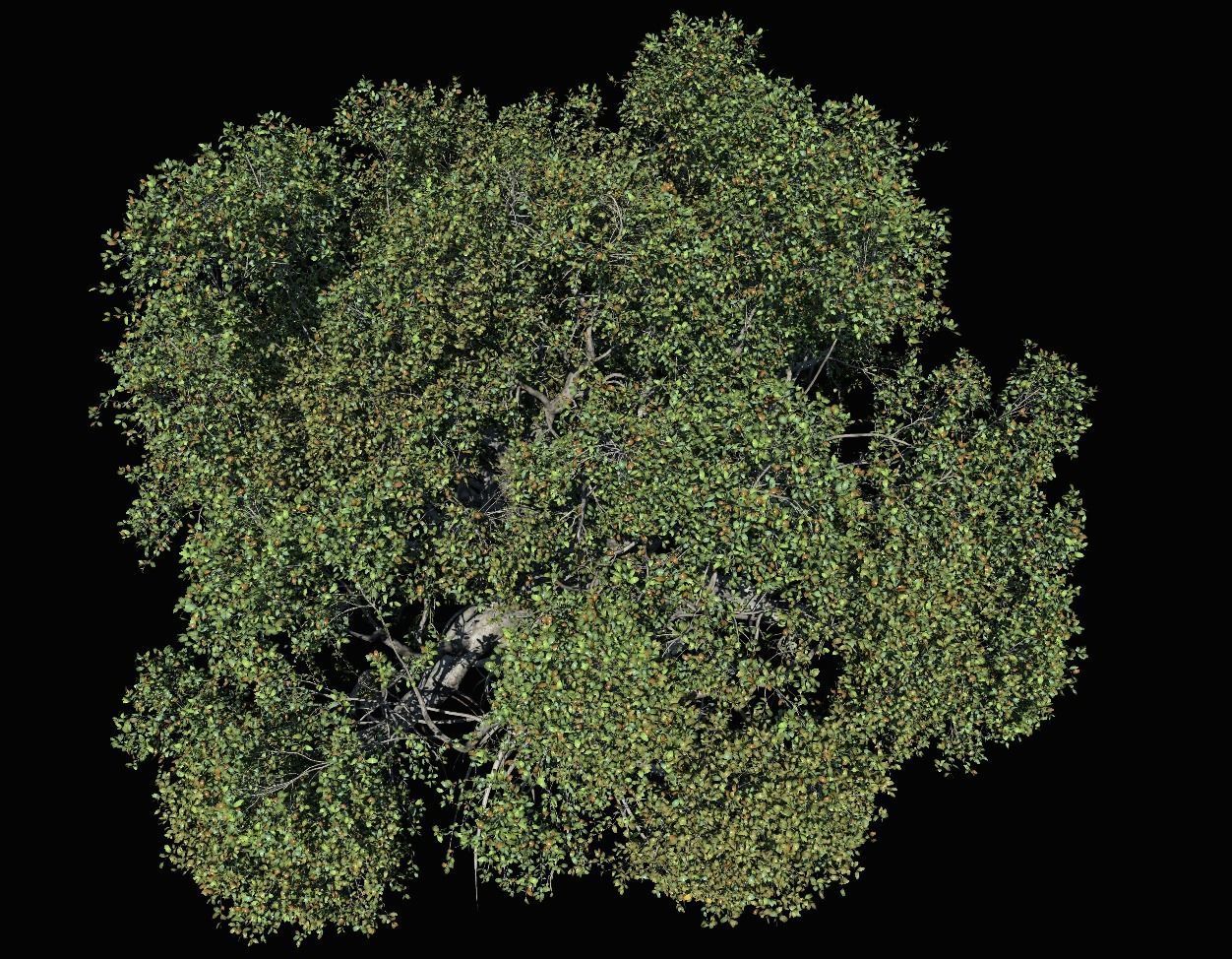 High quality Large banyan tree 01  3D model_3