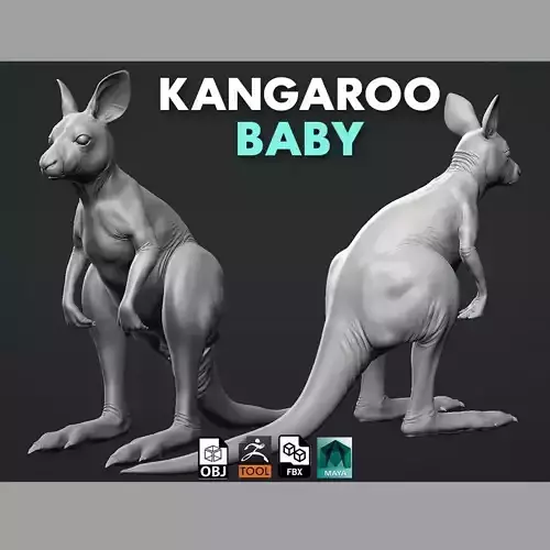 Kangaroo baby 3D model