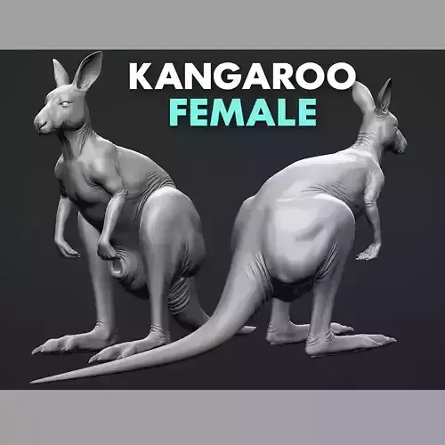 Kangaroo Female 3D model