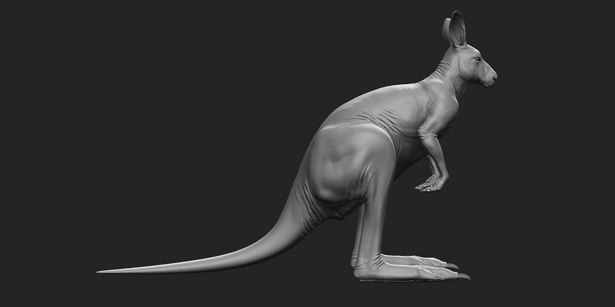 Kangaroo Female 3D model_4