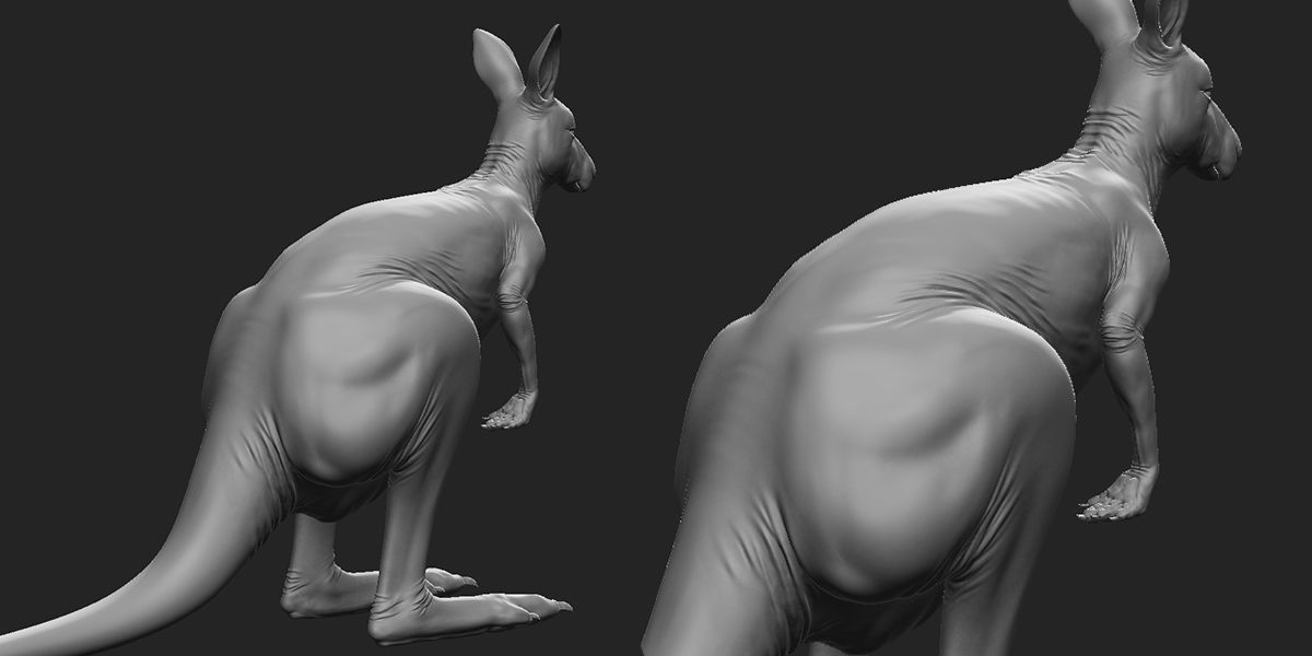 Kangaroo Female 3D model_3