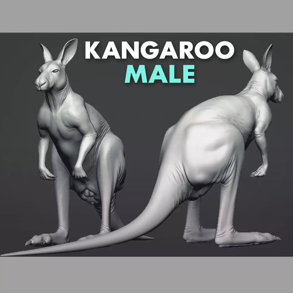 Kangaroo male 3D model_0