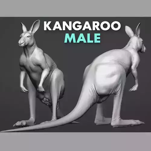 Kangaroo male 3D model