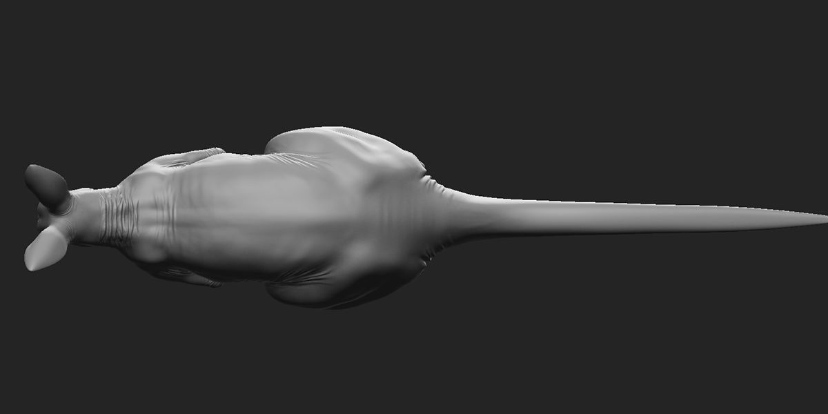 Kangaroo male 3D model_5