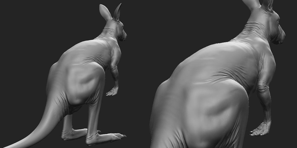 Kangaroo male 3D model_3