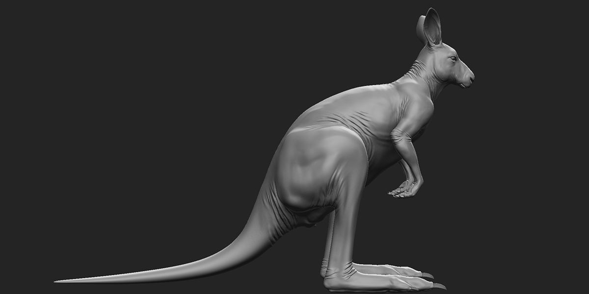 Kangaroo male 3D model_4