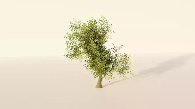 3D Tree Model Free 3D model