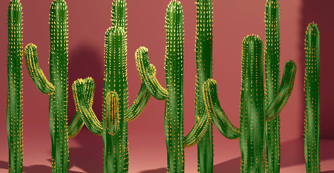 CACTUS MODELING IN BLENDER 3D model