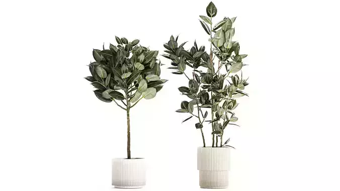 Beautiful Ficus elastica trees in a flower pot 1324
