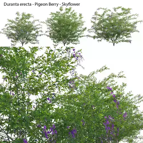Duranta erecta - Pigeon Berry - Skyflower