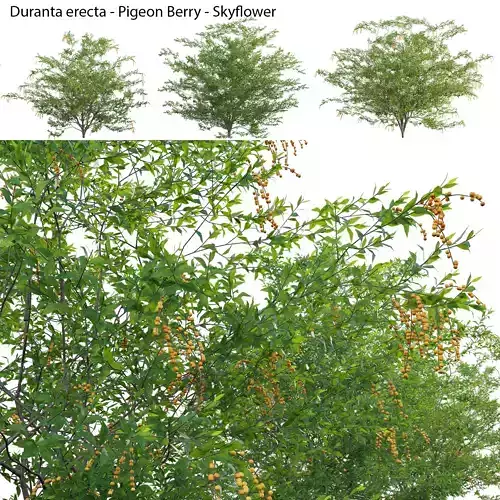 Duranta erecta - Pigeon Berry - Skyflower 02