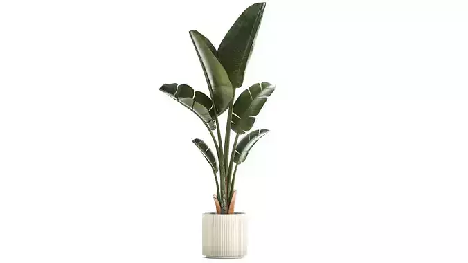 Beautiful Strelitzia and Ravenala plant in a flower pot 1325
