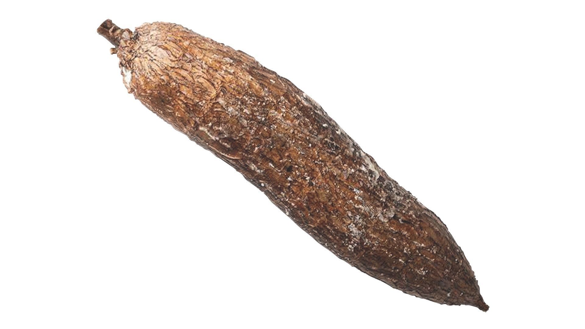 Cassava Manioc 3D model_12