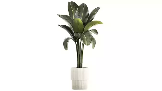 Beautiful Strelitzia and Ravenala plant in a flower pot 1326