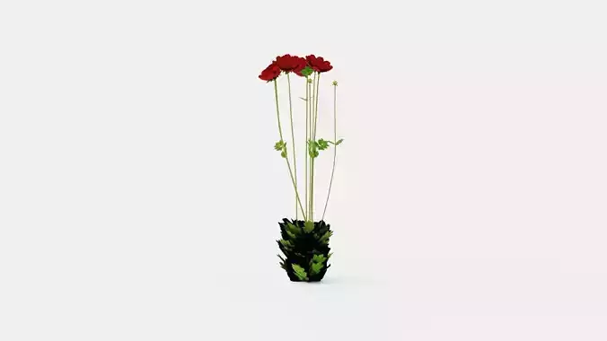 Chocolate Cosmos or Black Cosmos