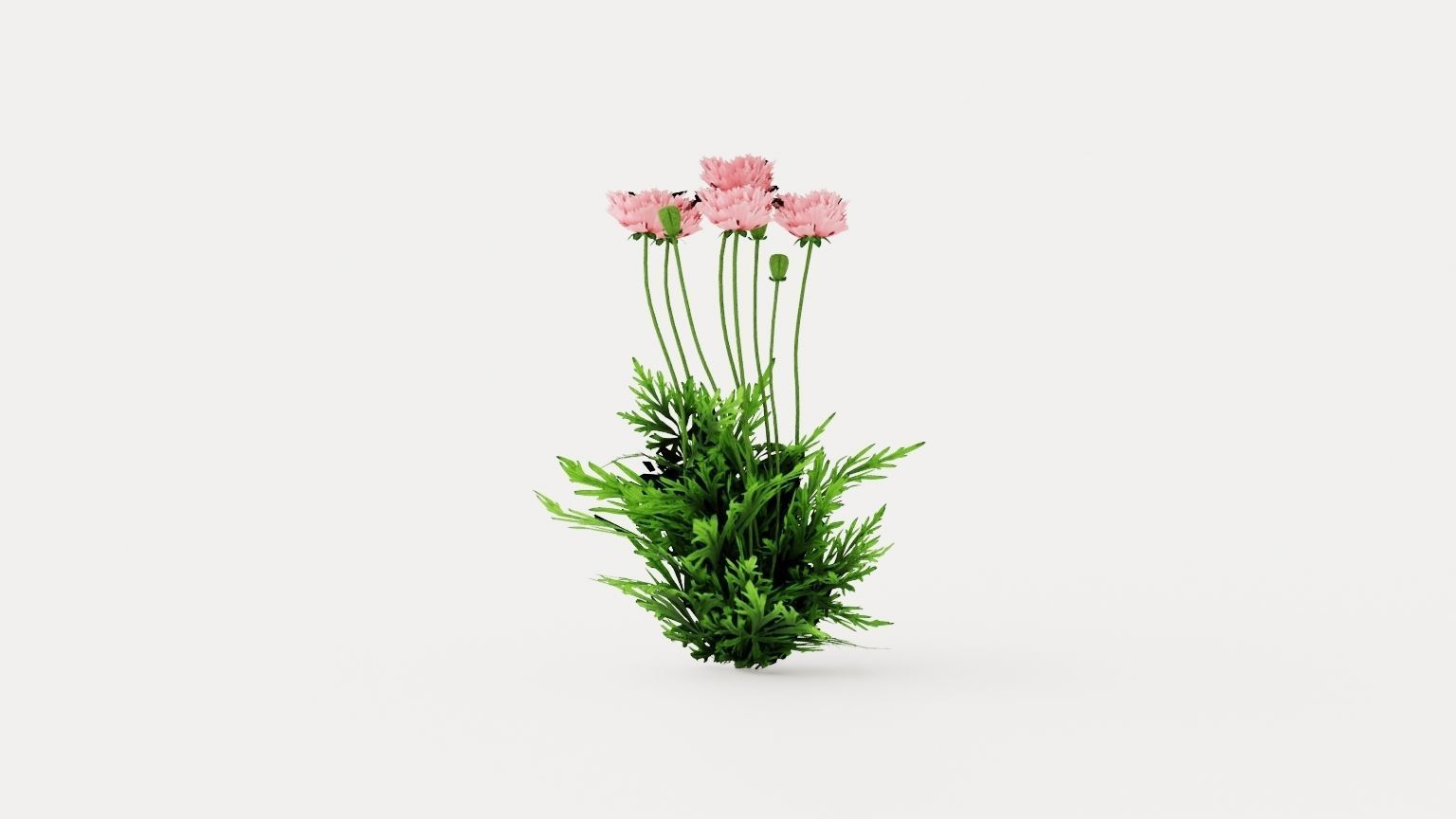 Fornsetts Summer Oriental Poppy Low-poly 3D model_2