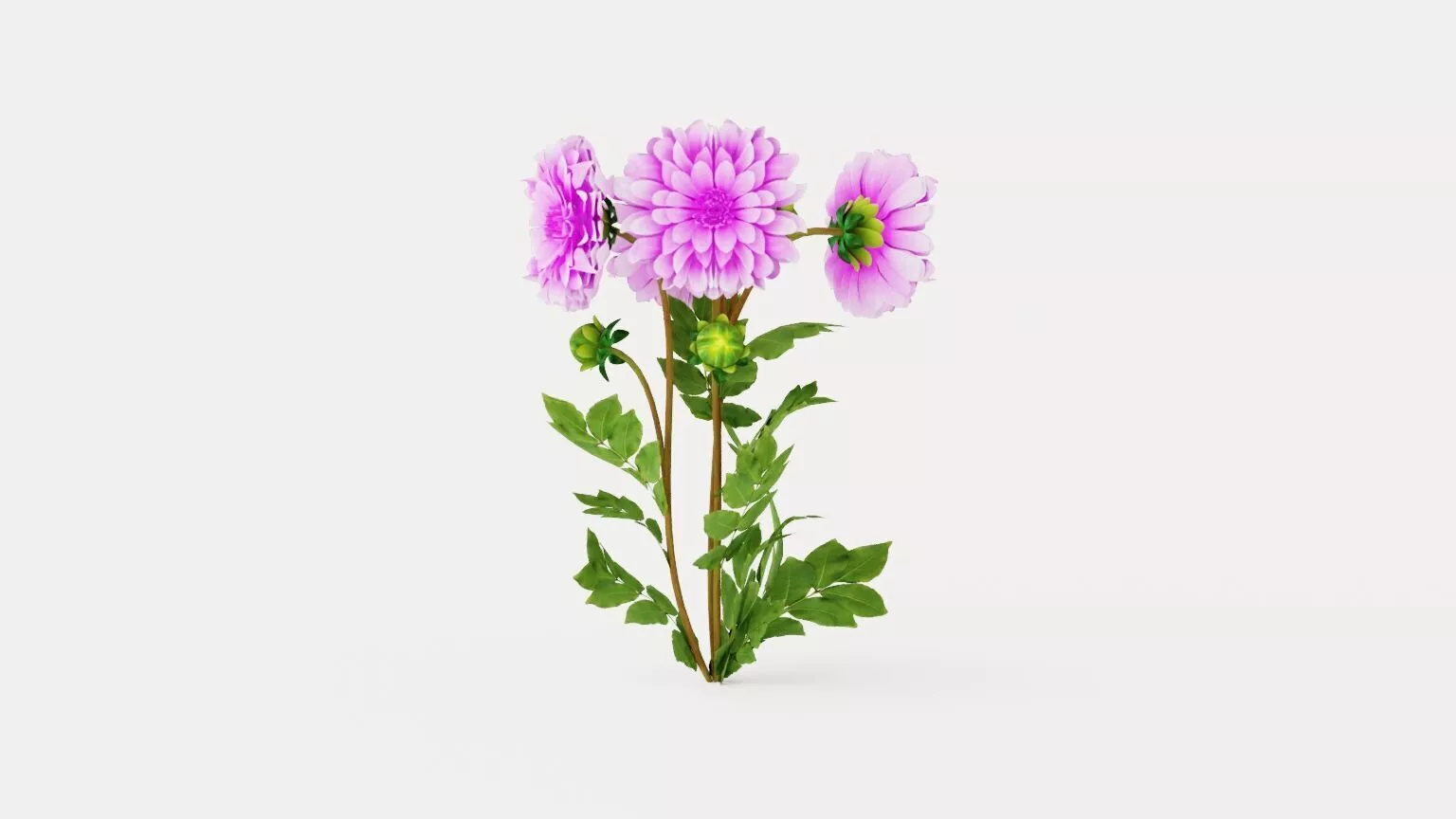 Lavender Perfection Dahlia Low-poly 3D model