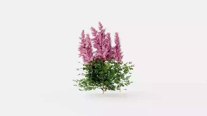 Maggie Daley Astilbe