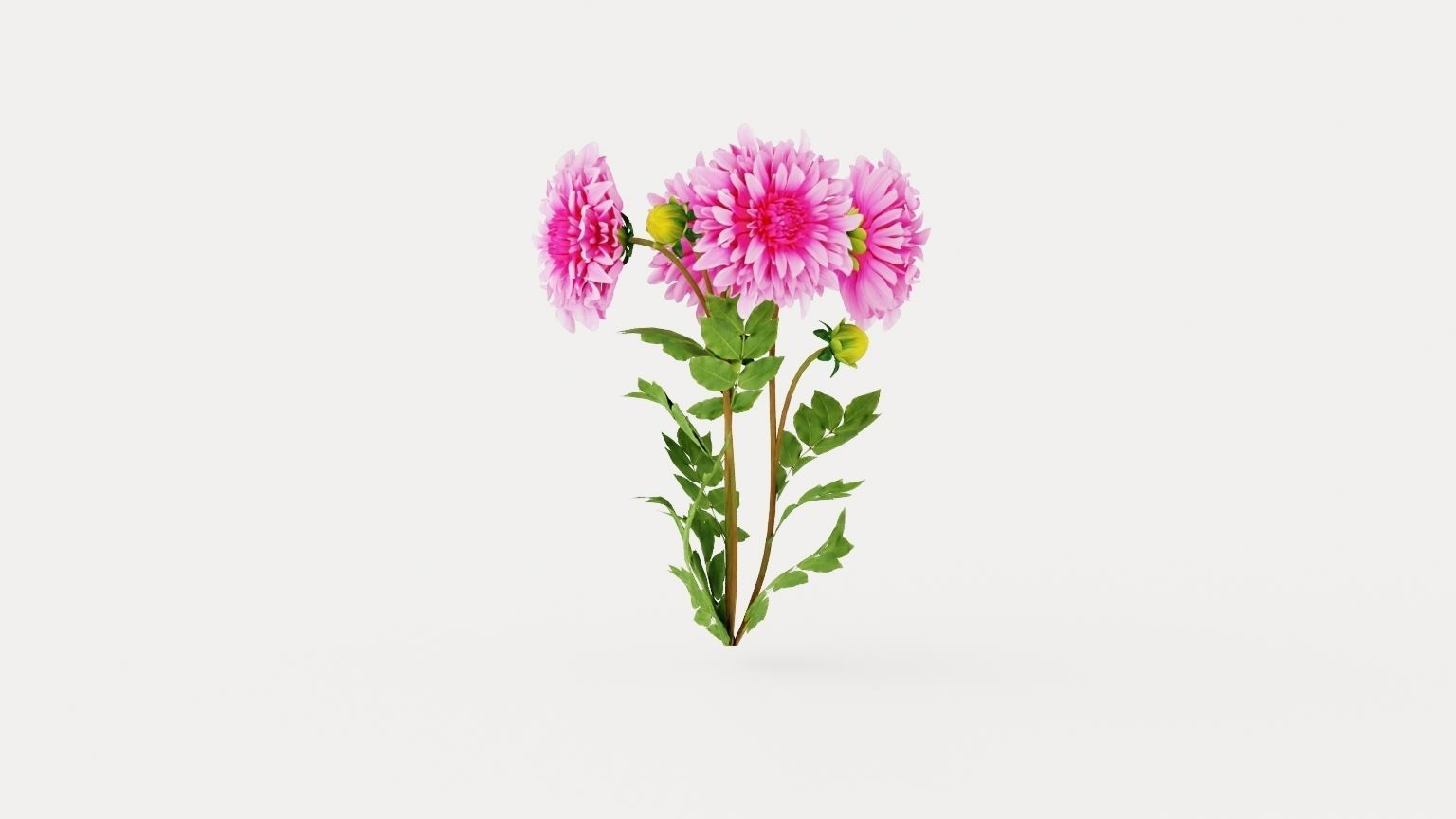 Cafe au Lait Rose Low-poly 3D model_4