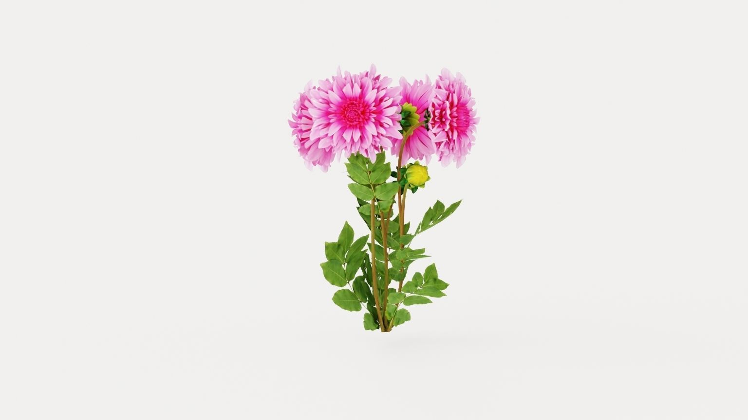 Cafe au Lait Rose Low-poly 3D model_3