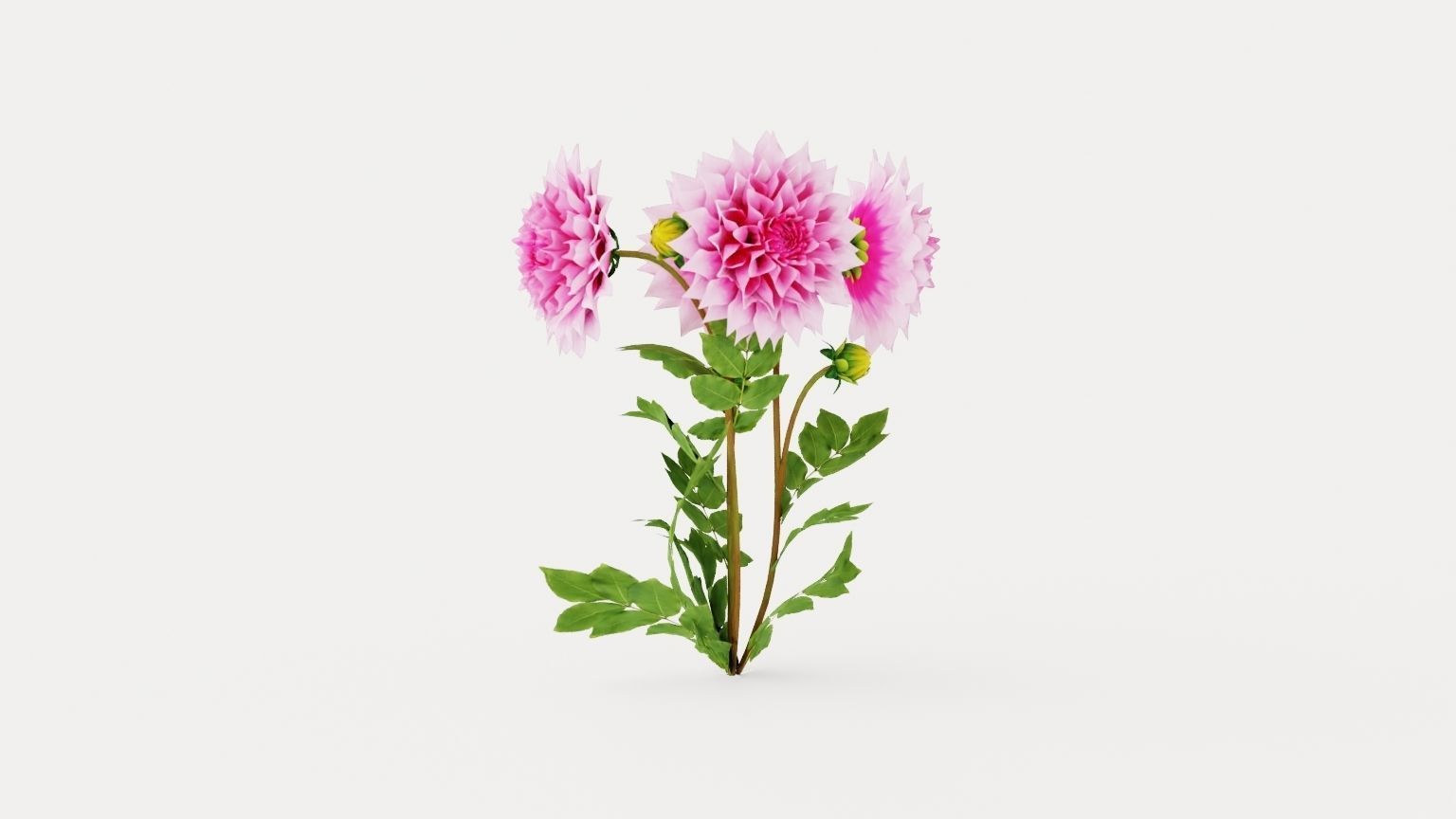 Cafe au Lait Royal Low-poly 3D model_4