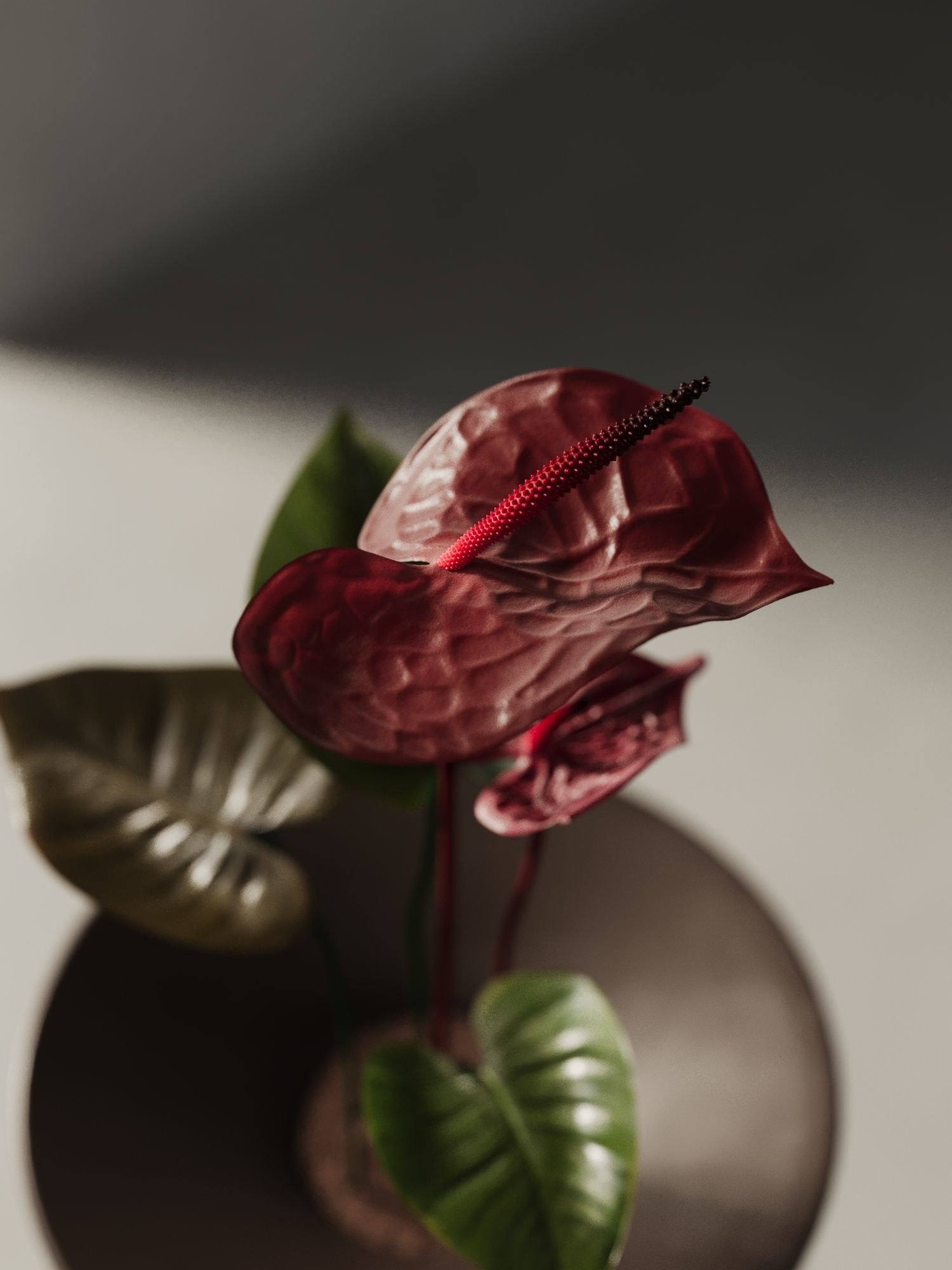 Anthurium Flower Tray 3D model_1