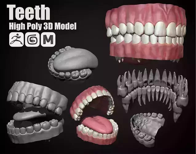 Teeth - High Poly Sculpt 3D model