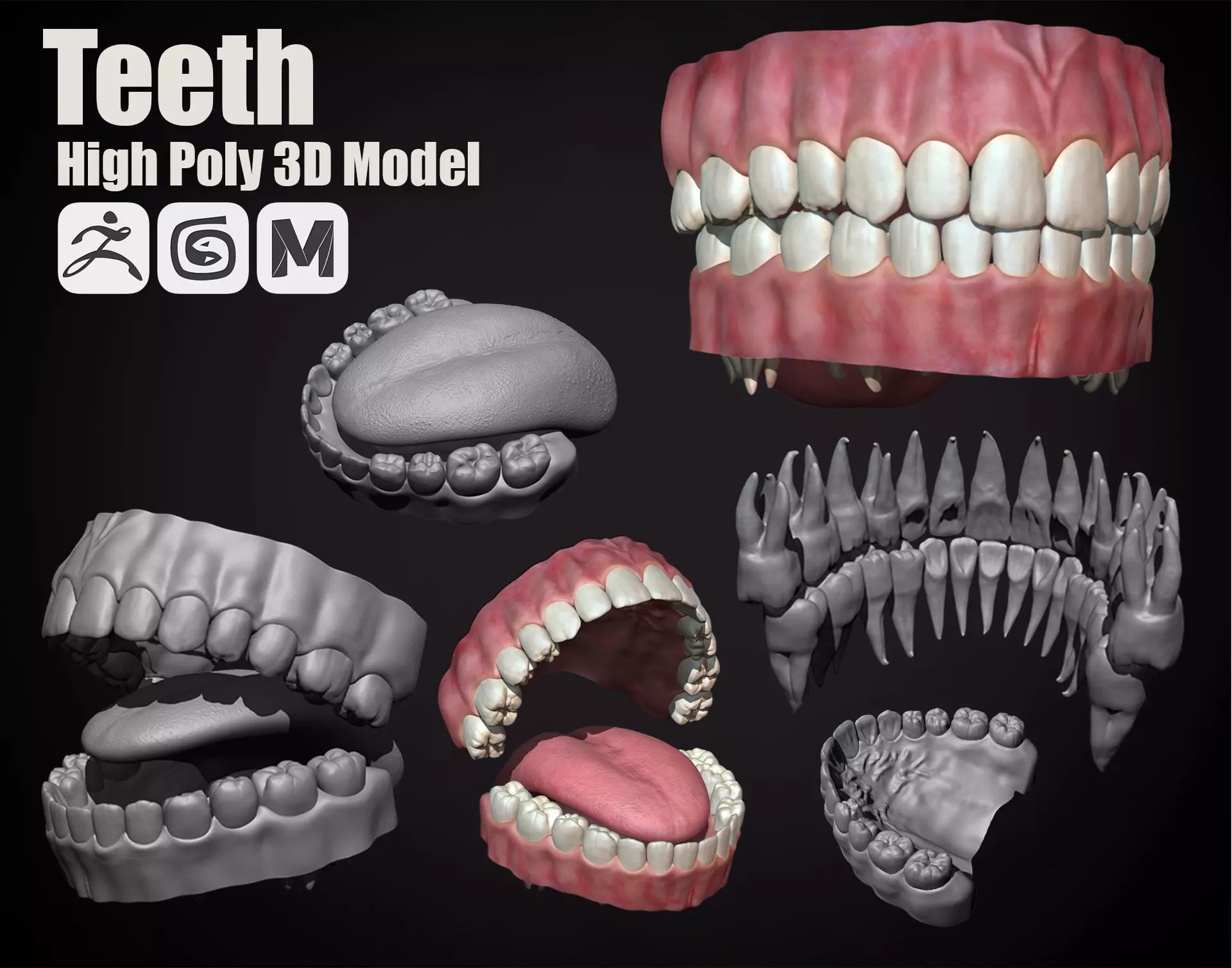 Teeth - High Poly Sculpt 3D model