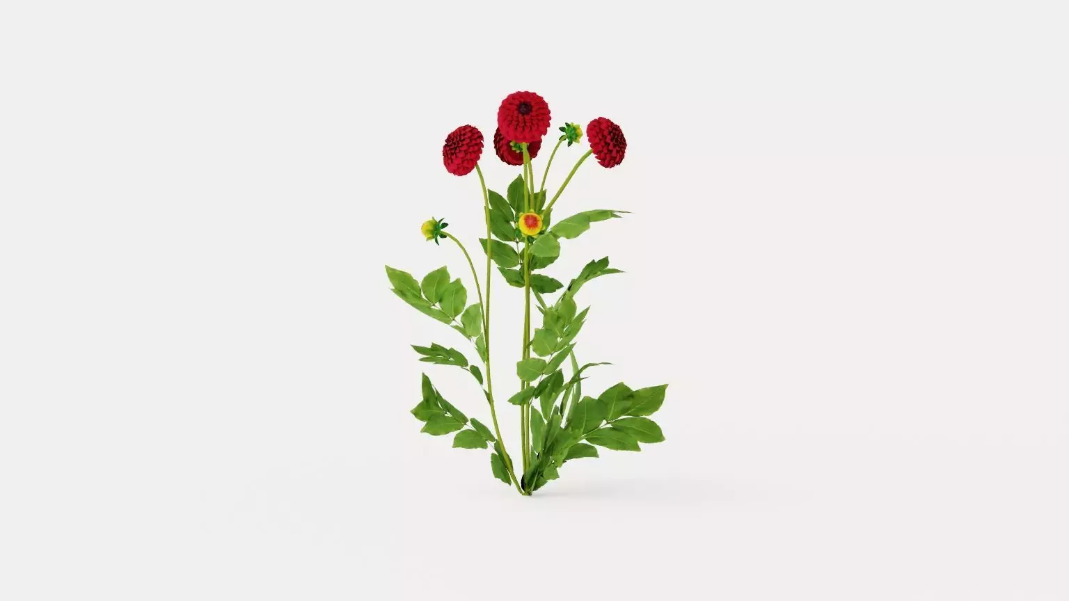 Natal Low-poly 3D model_0