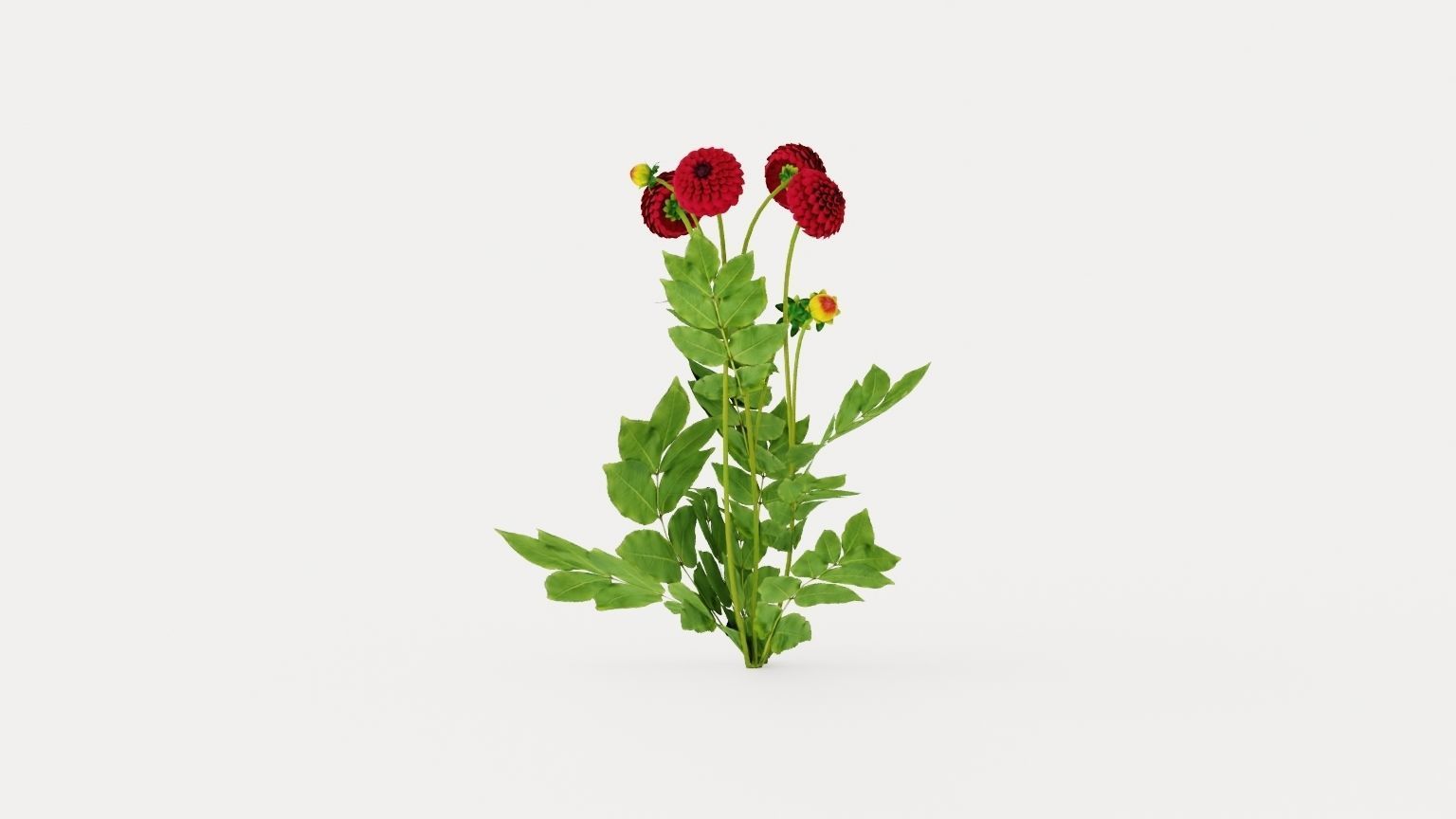 Natal Low-poly 3D model_3