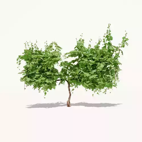 Grapevine Plant 001 Var 001 3D model