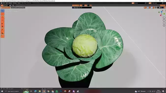 cabbage