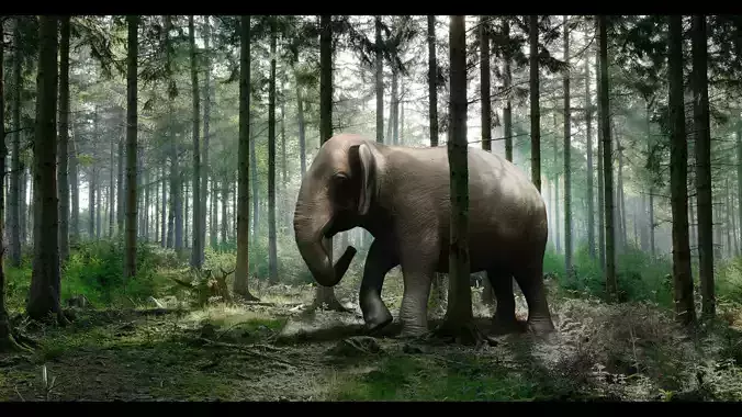 Asian Elephant with Rig
