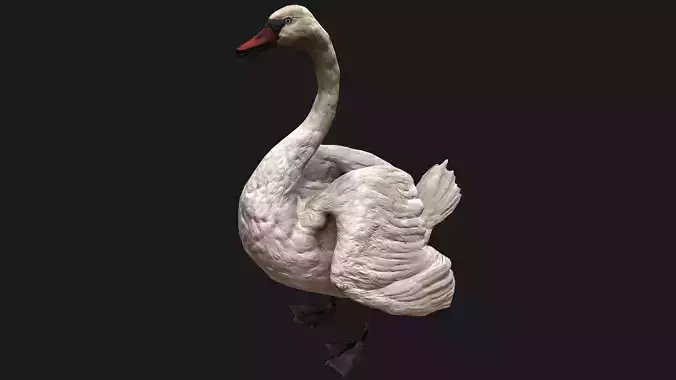 Swan Bird