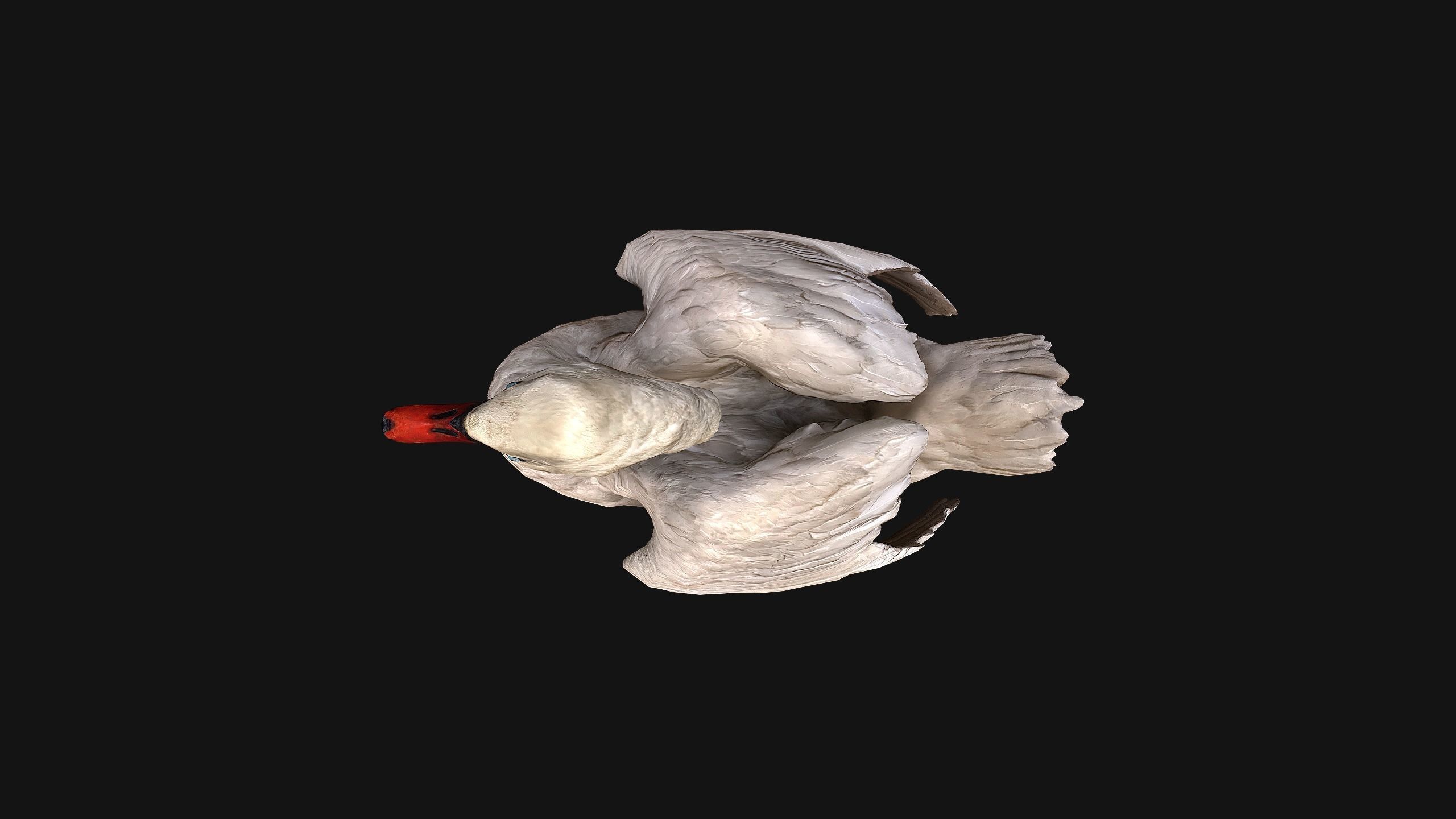 Swan Bird Low-poly 3D model_14