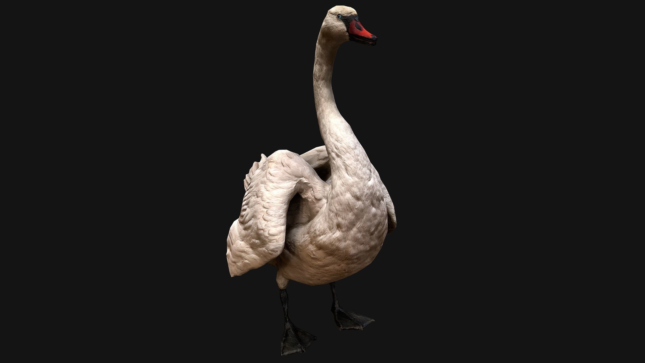 Swan Bird Low-poly 3D model_12
