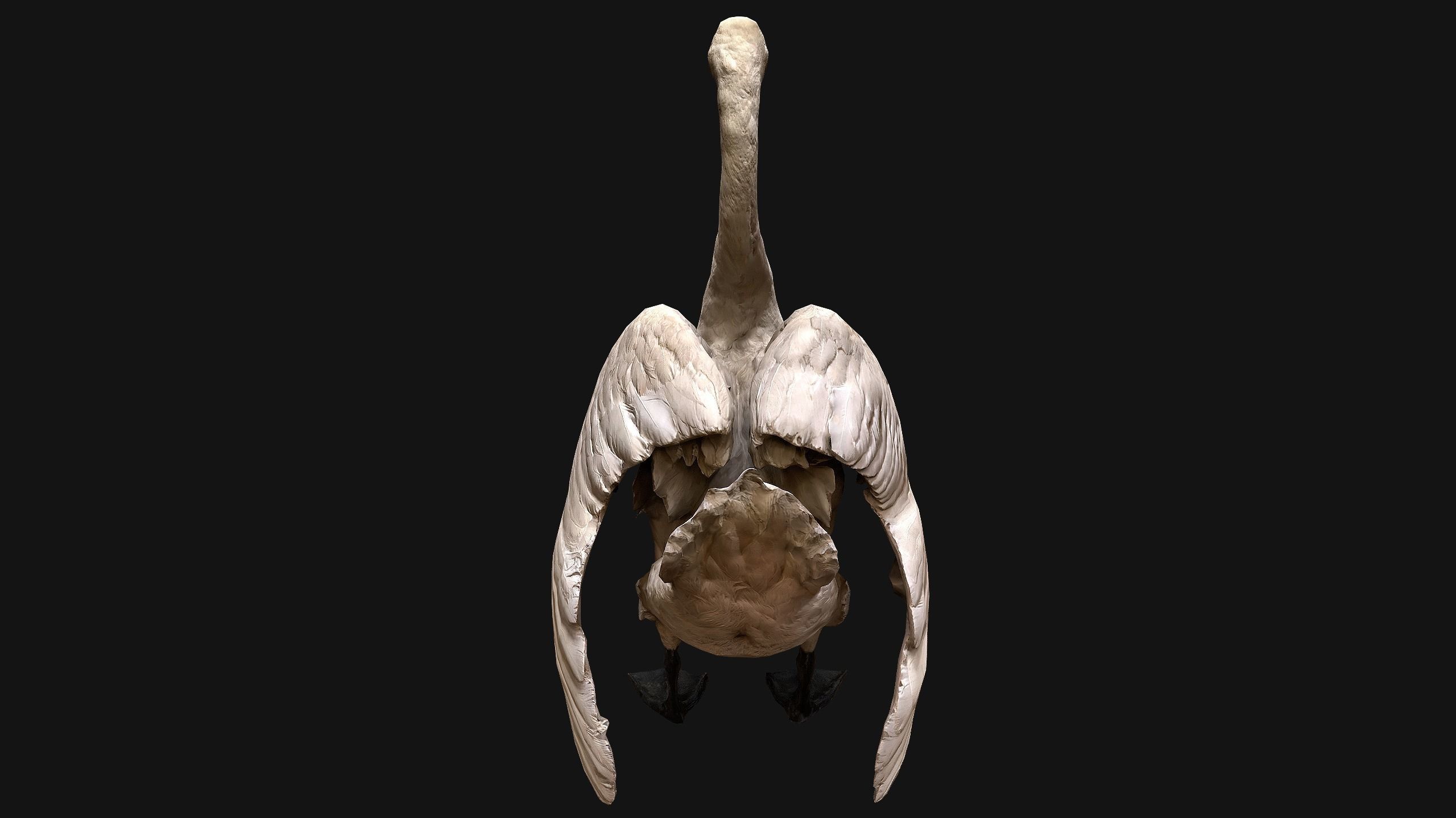 Swan Bird Low-poly 3D model_7