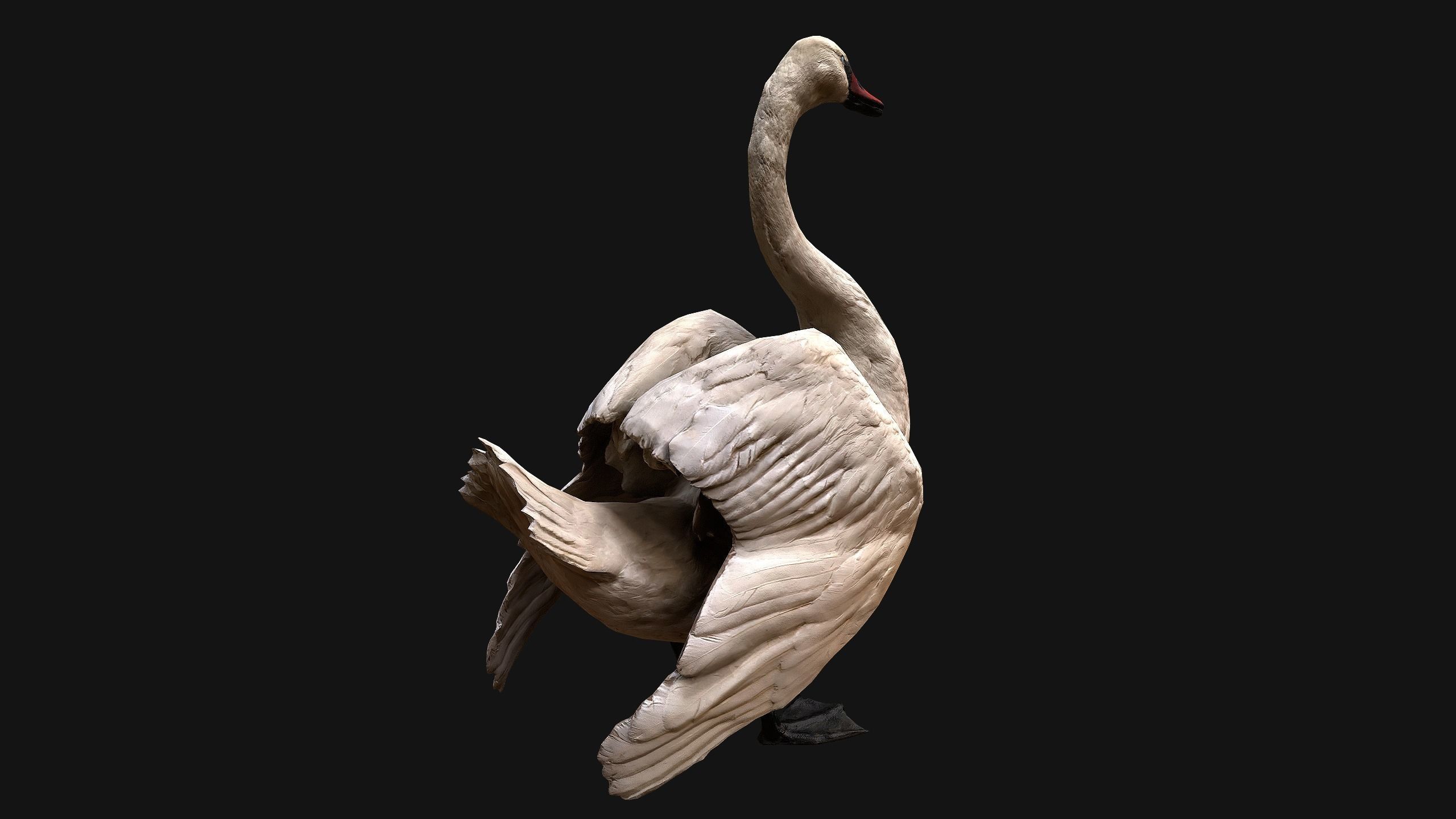 Swan Bird Low-poly 3D model_18